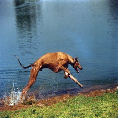 greyhound leaping